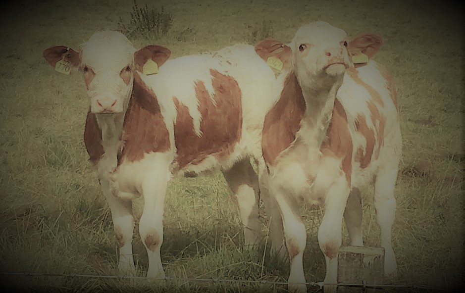 cows2